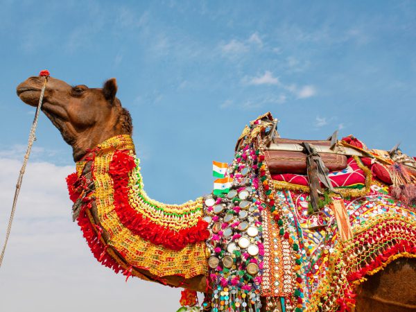 Beautiful,Amusing,Decorated,Dromedary,Camel,On,Bikaner,Camel,Festival,In