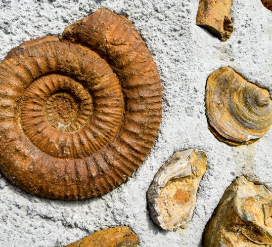 Fossilized,Ammonites,From,Cretaceous,Period.