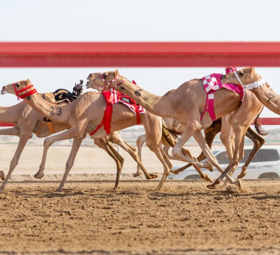Camel,Race,At,Al,Wathba,In,Abu,Dhabi,,Uae