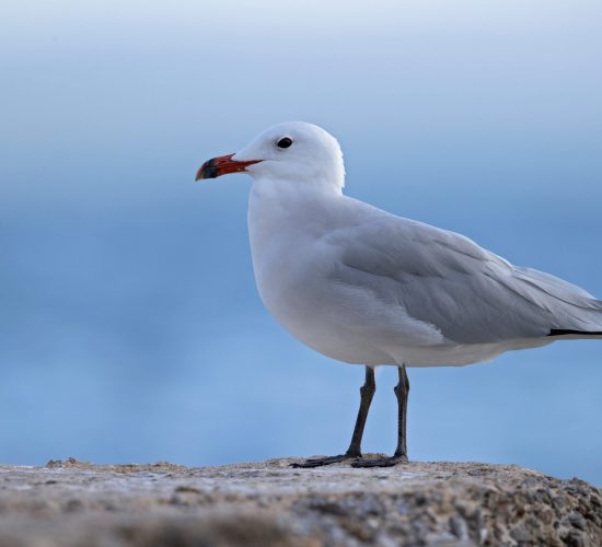 Audouin's,Gull,(ichthyaetus,Audouinii),Perched,On,A,Rock,Along,The