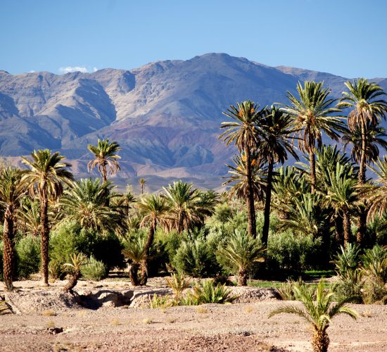 The,Date,Palm,Plantations,Of,Skoura,In,Southern,Morocco,With