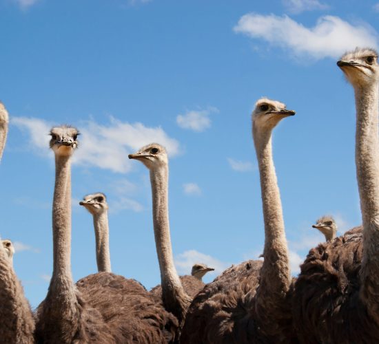 Group,Of,Young,Common,Ostrich,,Struthio,Camelus,Walking,Together,On