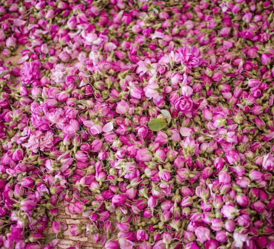 Kalaat M’Gouna, la patrie des roses