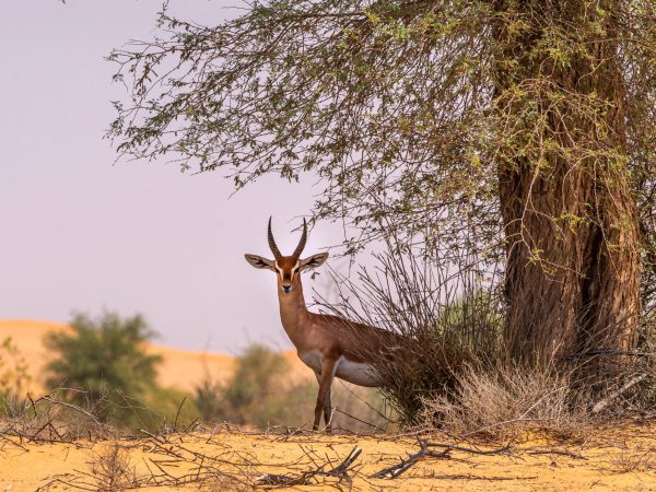 Réserve naturelle de la gazelle Dorcas